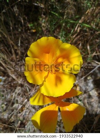 a small yellow petal flower 