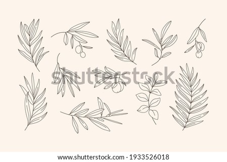 Set of Leaves and Branch. Outline Palm leaf and Olive Branch In a Trendy Minimalist Style. Vector Illustration for printing on t-shirt, Web Design, beauty Salons, Posters, creating a logo and Patterns Royalty-Free Stock Photo #1933526018
