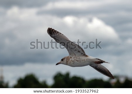 River gull in flight against the background of a cloudy sky