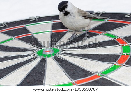 Bird Marsh Tit sits on a dart board.