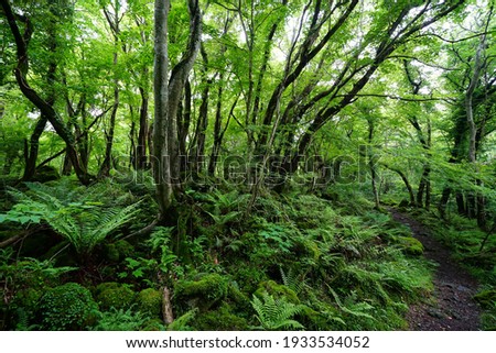a lively dense forest on spring days Royalty-Free Stock Photo #1933534052