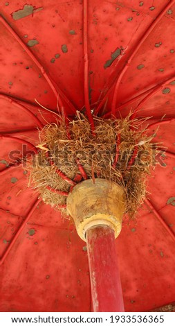 Close up bird nesting in the red background umbrella