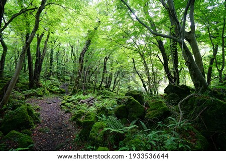 a refreshing spring forest with a path Royalty-Free Stock Photo #1933536644