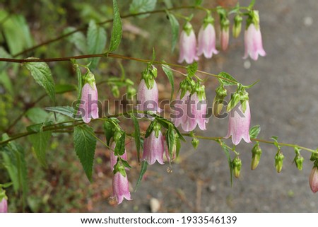 lovely purple color polygonatum macranthum  hanging on the branch Royalty-Free Stock Photo #1933546139