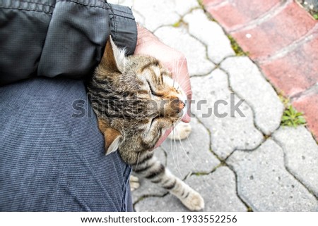 Stock photo taken while loving cute stray cat.