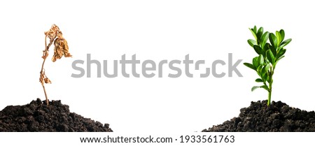
 green blooming and withered plants in the ground on a white background Royalty-Free Stock Photo #1933561763