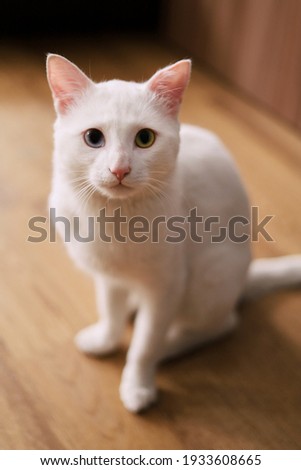 White cat with different eyes sits and looks at the camera