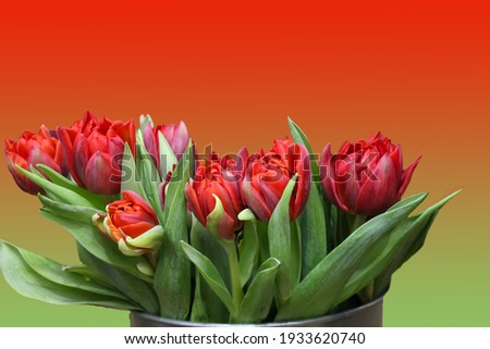 isolated red tulips (variety of flowers - Red Princes) on red background with the gradient to green for banner, large format