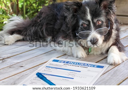 Elderly border collie dog in spectacles considers buying pet insurance. An old canine laying beside some claim documents with a pen.