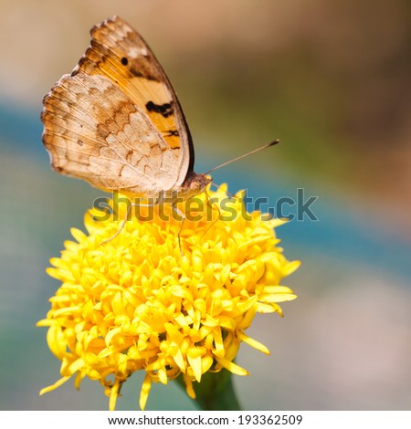 Butterfly on flower isolated calm