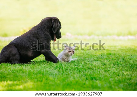 Black labrador puppy play with gray kitten on the green grass