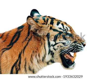 Sumatran tiger (Panthera tigris sumatrae), rare tiger subspecies that inhabits the Indonesian island of Sumatra, isolated on white background