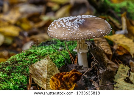 The Death angel an deadly poisonous Mushroom, Scientific name:Amanita pantherina.The mushroom grows Carpathian Mountains in the forest.