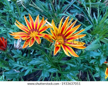 Beautiful multicolored Gazania flowers blooming in the park.