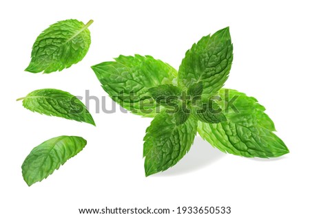 Fresh mint leaf. Vector illustration. Royalty-Free Stock Photo #1933650533