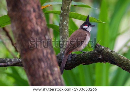 The red-whiskered bulbul (Pycnonotus jocosus), or crested bulbul, is a passerine bird found in Asia. It is a member of the bulbul family. it contain two to three eggs.it is only found in a small area Royalty-Free Stock Photo #1933653266