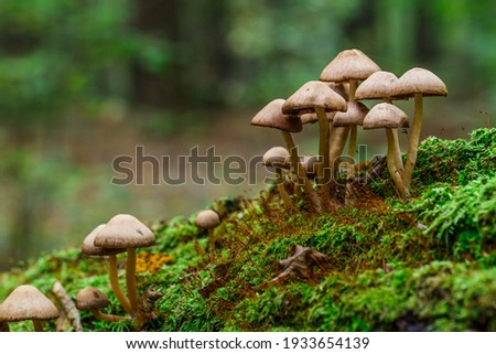 Mushrooms False honey fungus on a stump in a beautiful autumn forest.group fungus in autumn forest with leaves.Wild mushroom on the spruce stump. Autumn time in the forest. Royalty-Free Stock Photo #1933654139