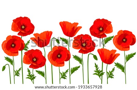 Vector horizontal background with red poppies on a white background. Royalty-Free Stock Photo #1933657928