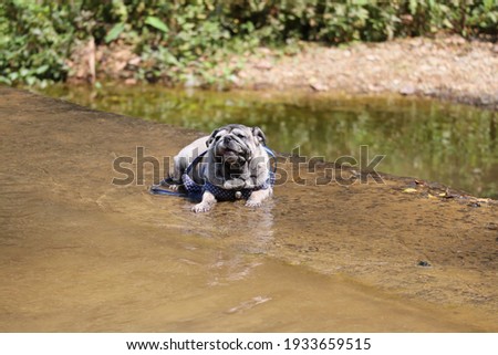 Cute fat dog sitting in a waterfall smiling happy outdoor nature selective focus.