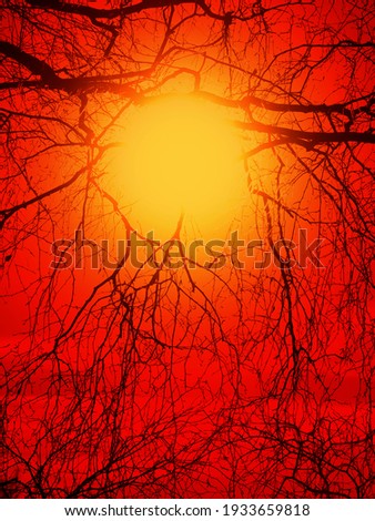 red sunset between birch twigs as a background