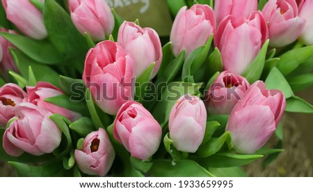 front top photography of light pink tulips with green leaves (tulip variety - Dynasty) for a background, large format