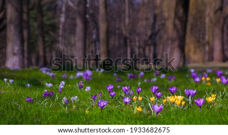 Beautiful Wide Angle Nature Spring Landscape, soft focus. Nature scene with blooming purple and yellow crocus flowers growing in city park. Panoramic scenic spring Wallpaper or Web banner Royalty-Free Stock Photo #1933682675