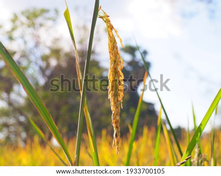 Black sticky paddy kernels, riceberry kernels in organic paddy fields.  Concept of healthy food and diet Royalty-Free Stock Photo #1933700105