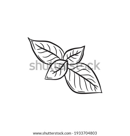 Cute hand drawn basil leaves. The ingredient for various meals in cooking. Vector  Royalty-Free Stock Photo #1933704803