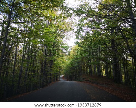 Autumn road. Forest road on a foggy day. National Park Romania