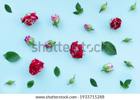 Beautiful pink and cream Rose set isolated on light blue background.