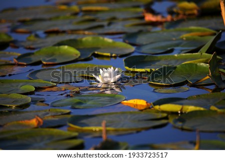 water lily fishing lake water lily garden
