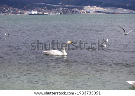 Swans and seagulls swim off the coast of the sea. 