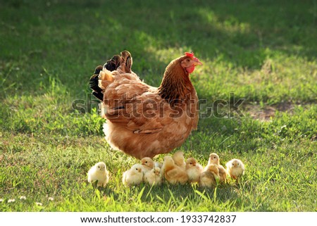 Mother hen with chickens in a rural yard. Chickens in a grass in the village against sun photos. Gallus gallus domesticus. Poultry organic farm.Sustainable economy.Natural farming.Free range chickens. Royalty-Free Stock Photo #1933742837