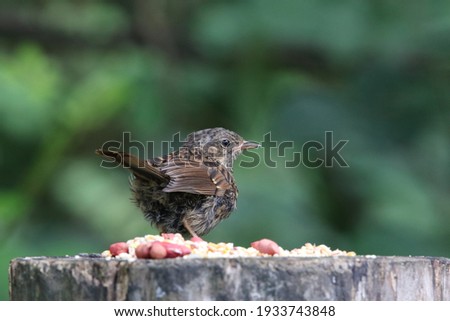 Juvenile dunnock at a woodland feeding station