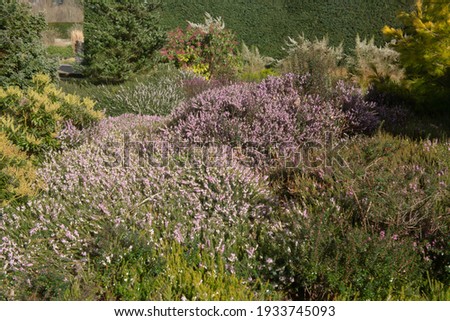 Herbaceous Border of Brightly Coloured Pink Heathers Growing in a Winter Rockery Garden in Rural Devon, England, UK