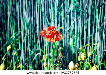 poppy in focus red and shining brightly in the center of the picture with a blurred background of green plants