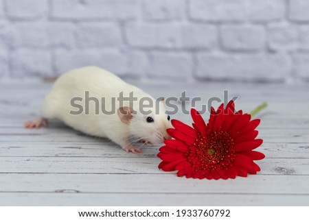 A cute and funny white decorative little rat sits next to a red gerbera flower. Rodent close-up on a background of a white brick wall
