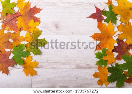 Multicolored maple leaves on a wooden background. Copy space