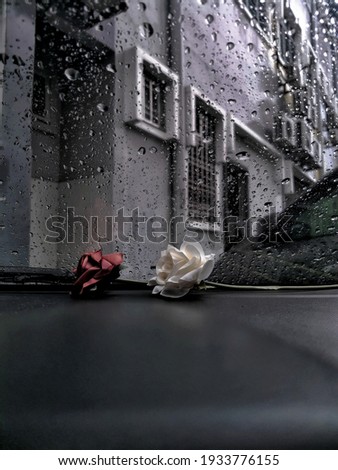 Roses in the rainy day