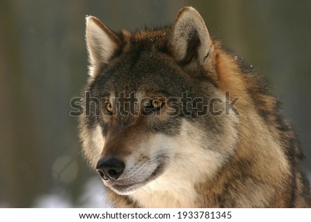A beautiful and distinctive wolf face close-up 