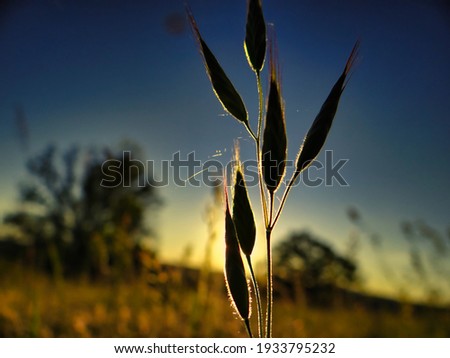 grasses in the setting sun