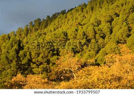 Forests of Canary Island pine Pinus canariensis and sweet chestnut Castanea sativa. El Paso. La Palma. Canary Islands. Spain.