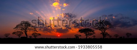 Panorama silhouette tree in africa with sunset.Tree silhouetted against a setting sun.Dark tree on open field dramatic sunrise.Typical african sunset with acacia trees in Masai Mara, Kenya Royalty-Free Stock Photo #1933805558