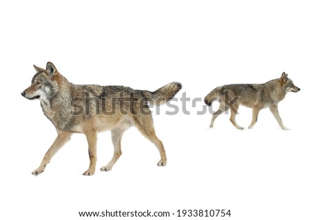 Gray wolfs walking isolated on white background