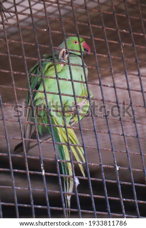 indian green parrot in a cage