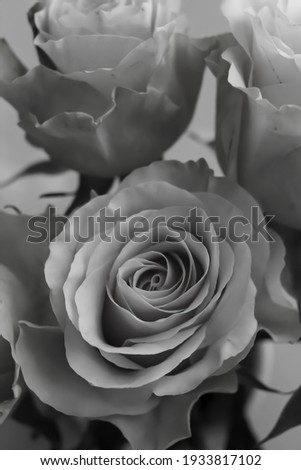 A bouquet of delicate roses, black and white photo, a view from above.