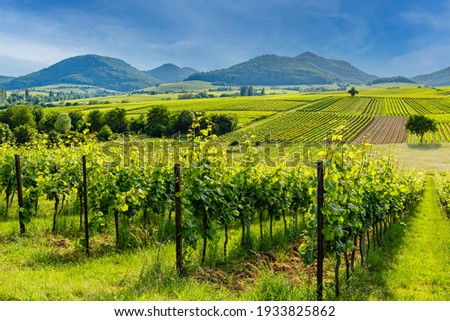 German vineyards landscape in summer, Rhineland-Palatinate, Germany. Deutsche Weinstrasse (German Wine Road) Vineyard Palatinate region Royalty-Free Stock Photo #1933825862