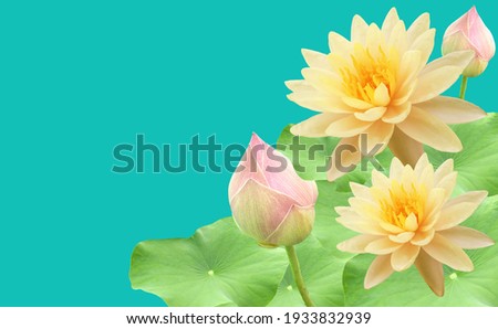 Top veiw, White lotus flowers bloom on green leaves and purple waterlily bud isolated pure cyan background, floral spring summer