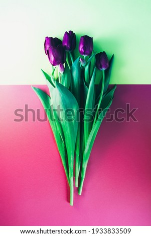 Spring flowers. Bouquet of purple tulips on a yellow-pink background. A bouquet for any occasion. Toned image