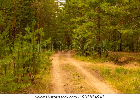 Forest road with a view of trees 